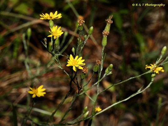 {Pityopsis graminifolia}